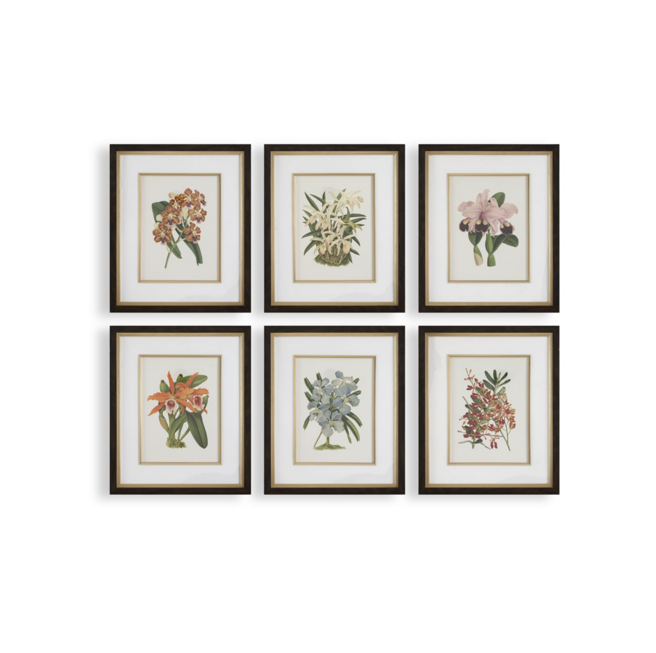 Orchid Botanical Framed Prints - 21 W X 25 H