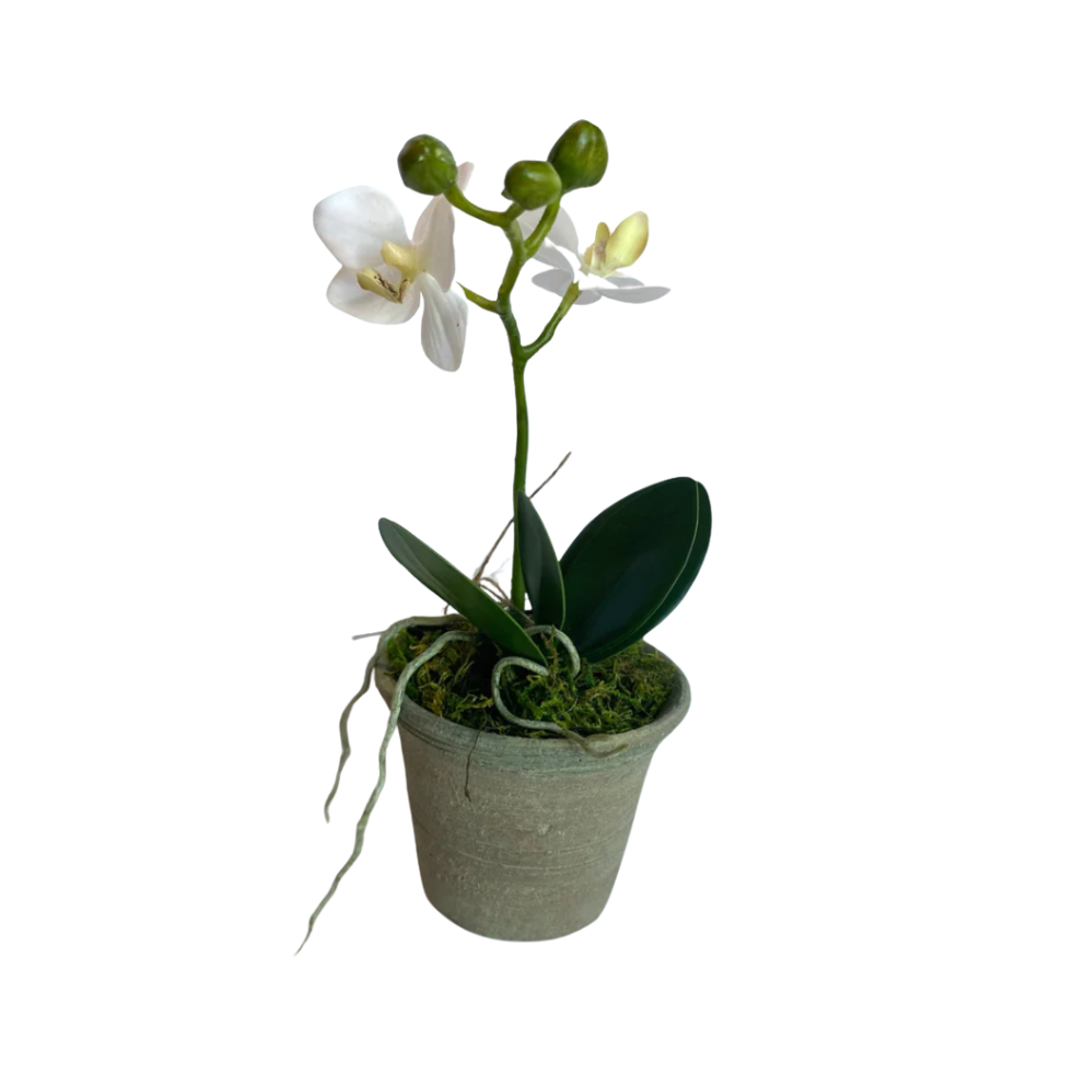 Small Phalaenopsis in Pot