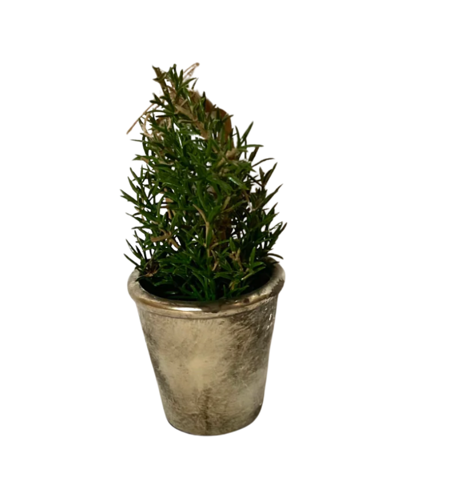 Rosemary in Antibes Pot