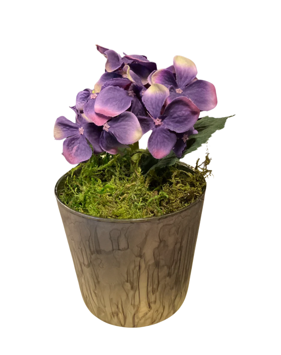 Mini Hydrangea in Watercolor Pot