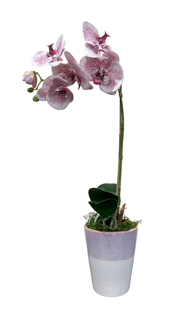 Pink Phalaenopsis Orchid in Pink Pot