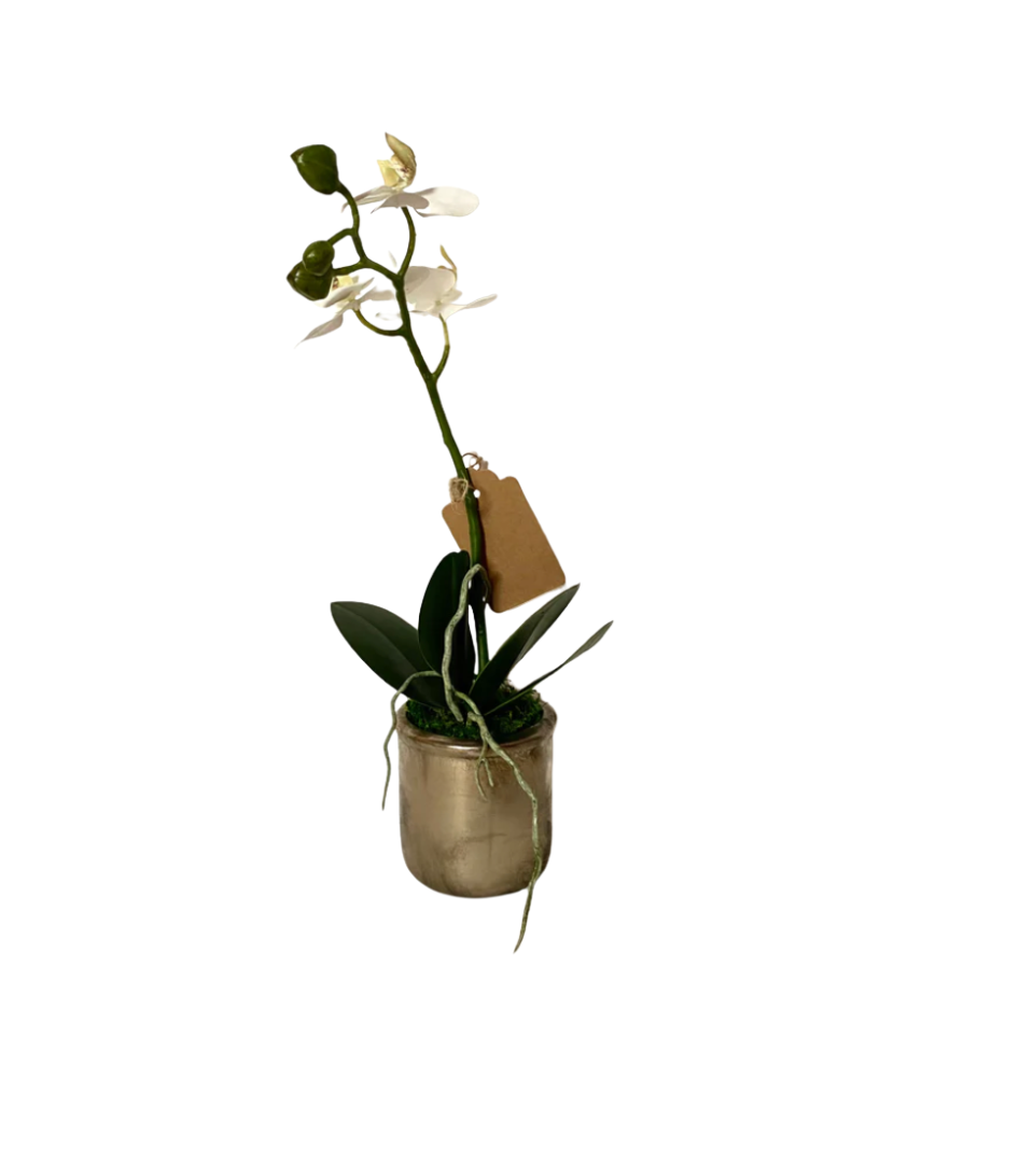 Phalaenopsis Orchid in Antibes Pot