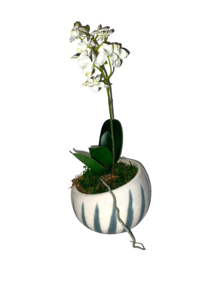 Dendrobium in Aloe Angled Pot