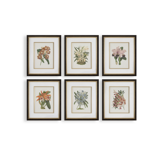 Orchid Botanical Framed Prints - 21 W X 25 H