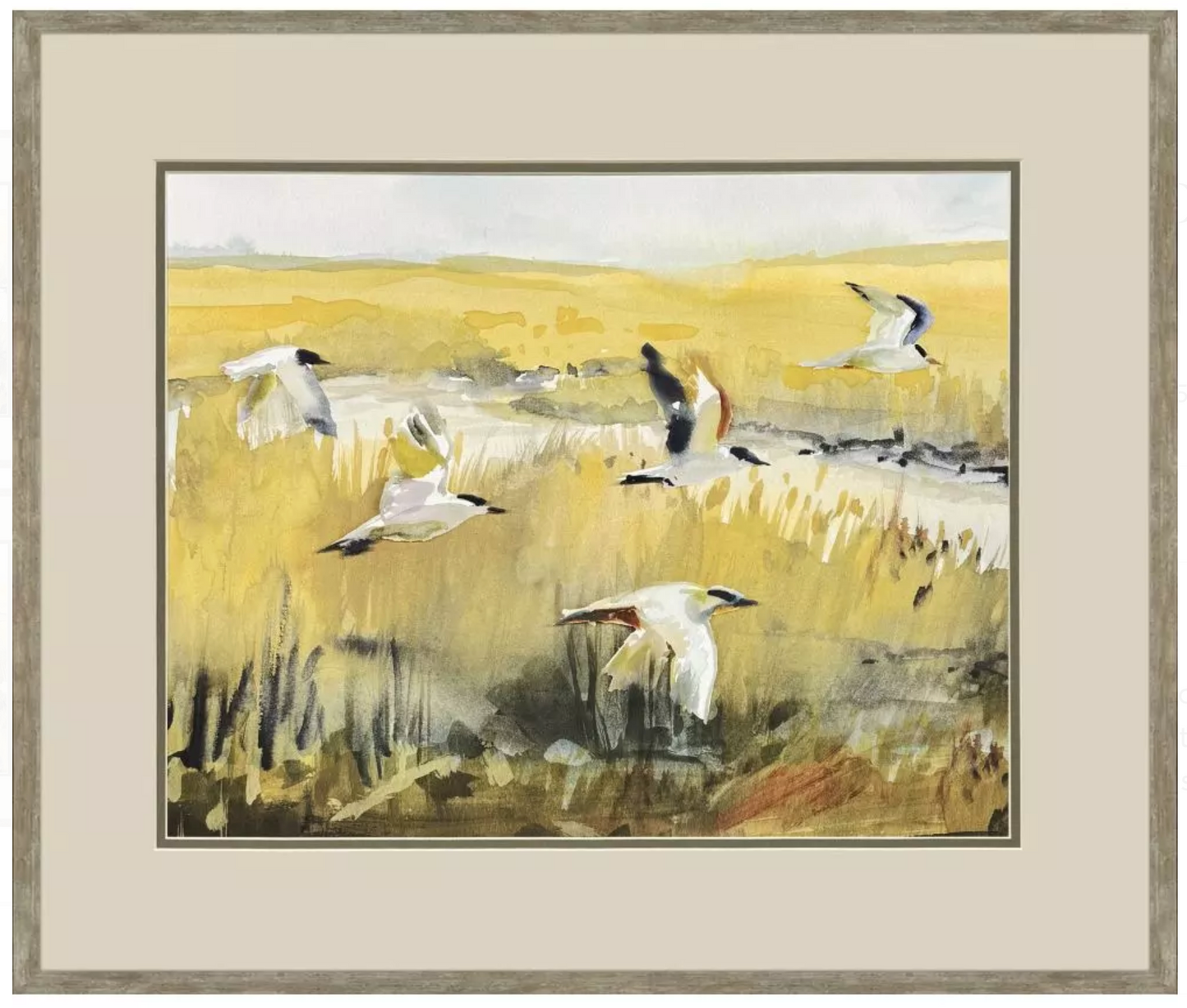Terns on Marsh
