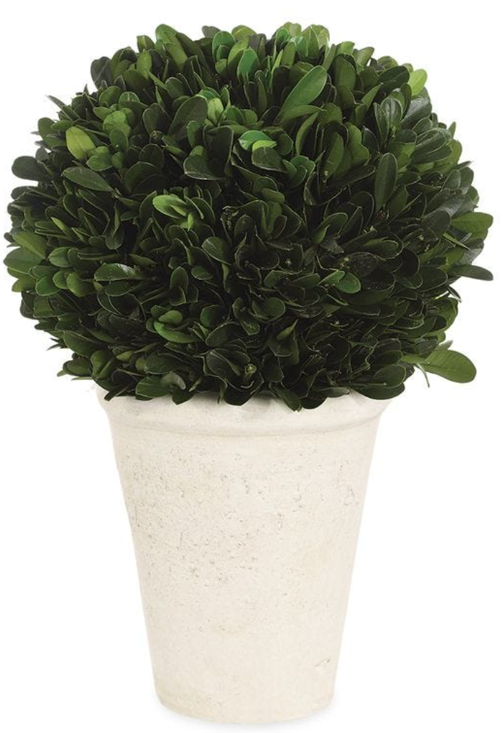 Preserved Boxwood Dome