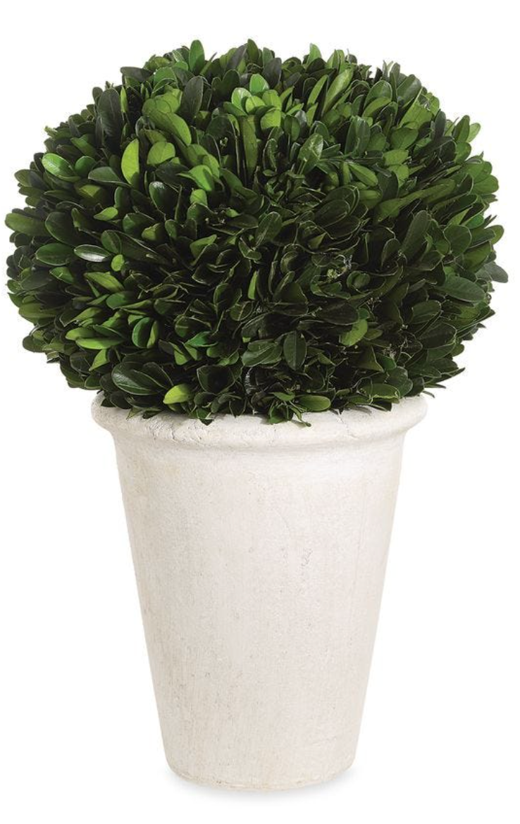 Preserved Boxwood Dome